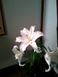 �̂�т�ȖY�N���